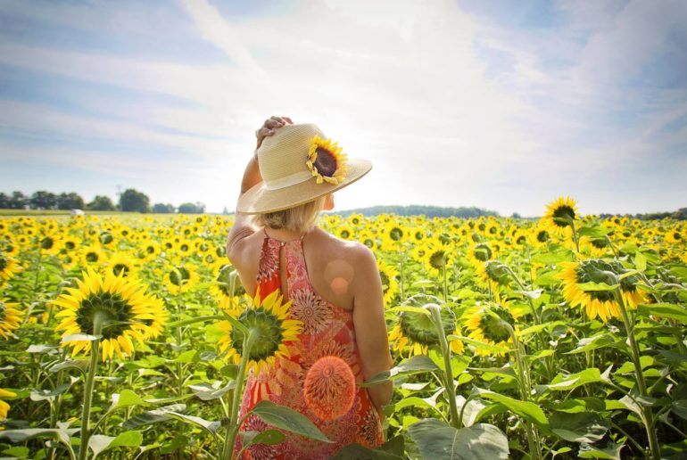 sunflowers