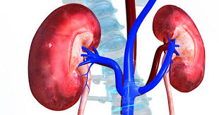 kidneys.jpg.pagespeed.ce.bSgT_3qnPr